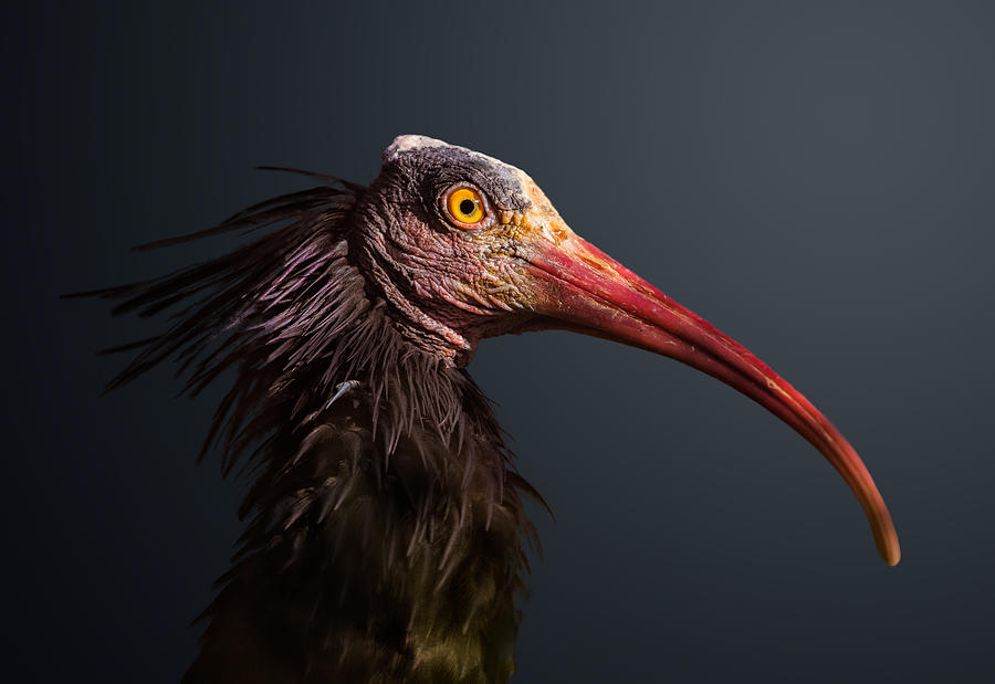 Animal Photograph - Angry Bird by Fegari