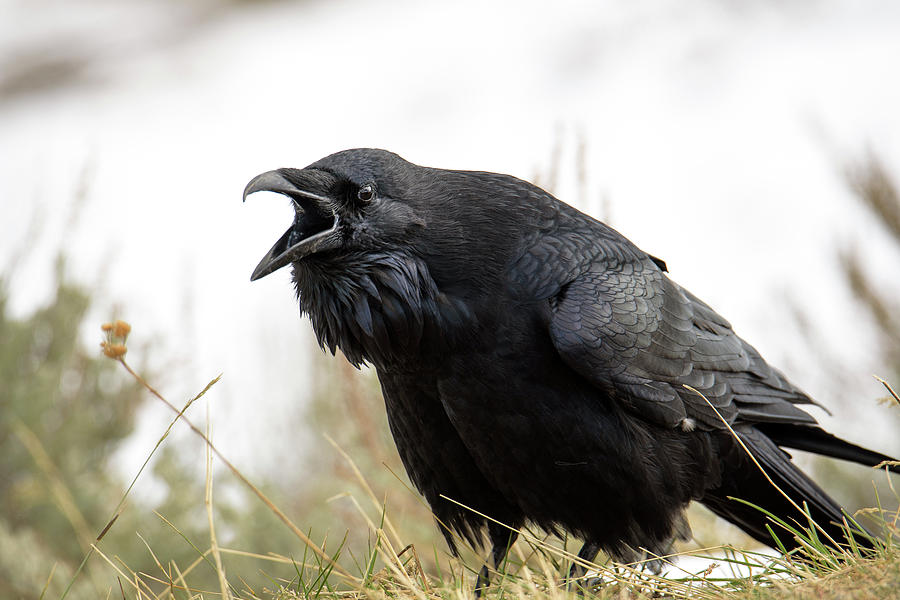 Angry Crow Photograph