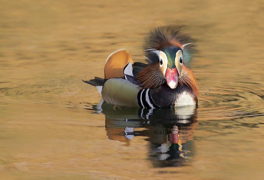 Angry Duck Photograph by Chris Zhang - Pixels