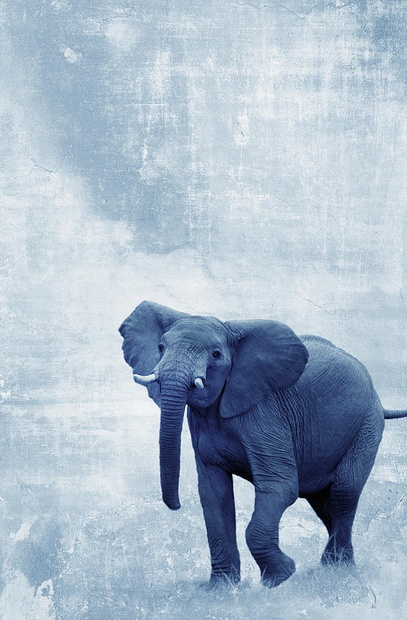 Angry Elephant In Textured Setting Photograph by Grant Faint