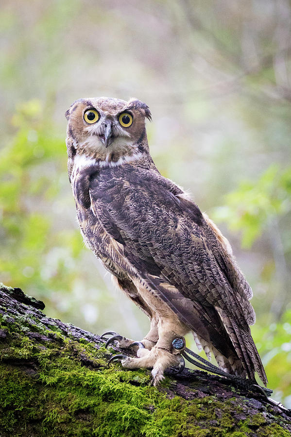 Angry Great Horned Owl Photograph by Lorraine Matti