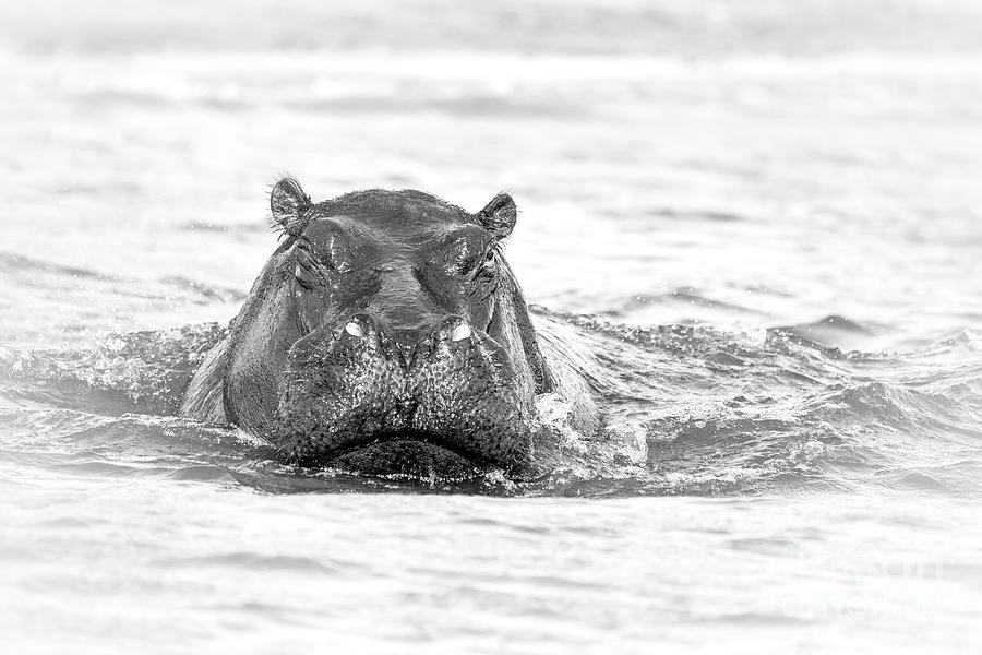 Angry Hippo 1 Photograph by Timothy Hacker