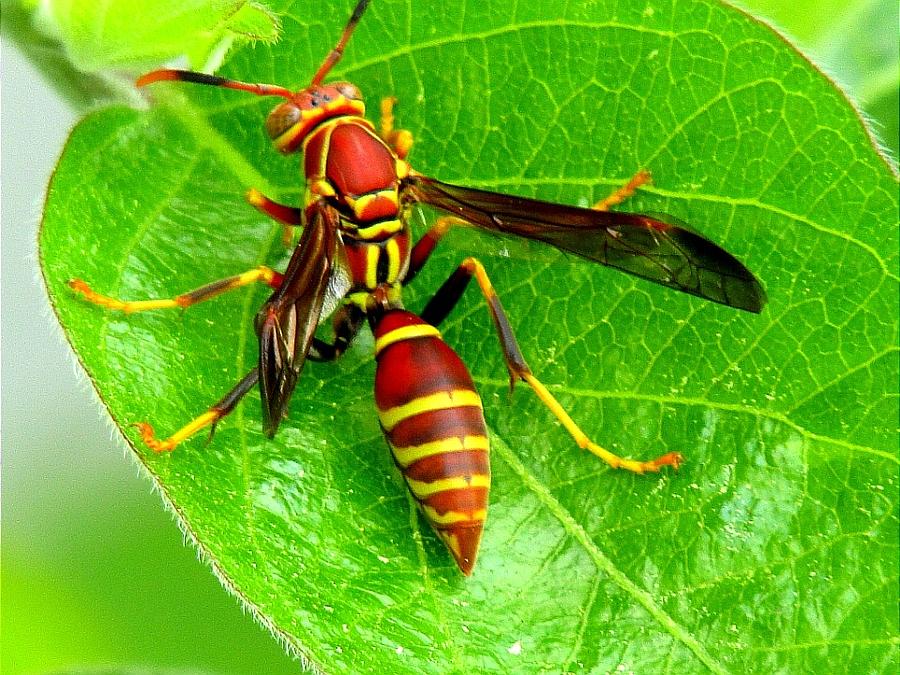 Angry Hornet Photograph by Amy Eddington - Fine Art America