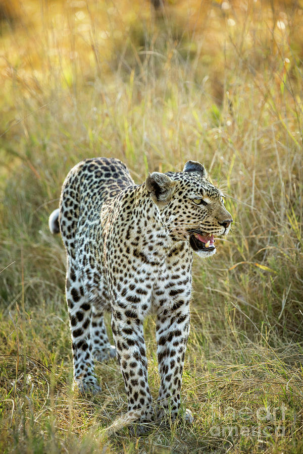 Angry Leopard Photograph by Timothy Hacker