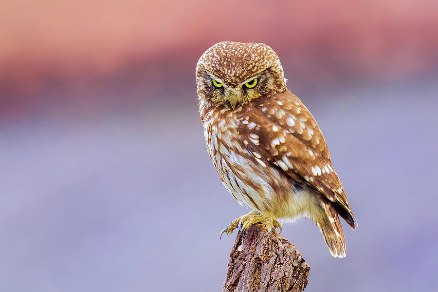 Angry Little Owl Photograph by Marco Redaelli