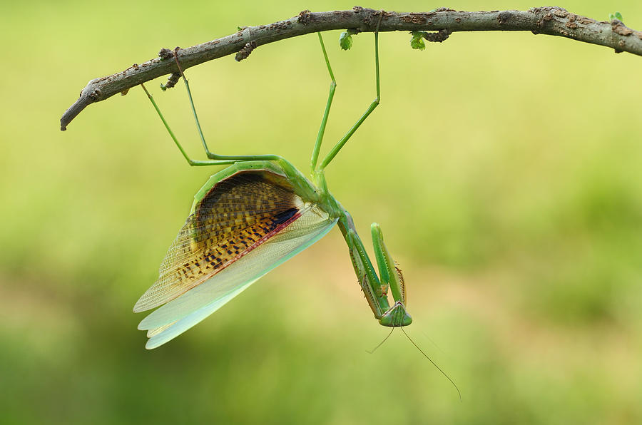 Angry Mantis Photograph by Gunarto Song