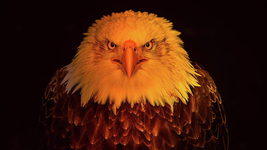 Angry Bird Photograph