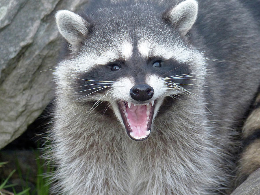 angry raccoon