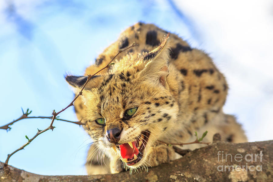Angry Serval on a tree Photograph by Benny Marty