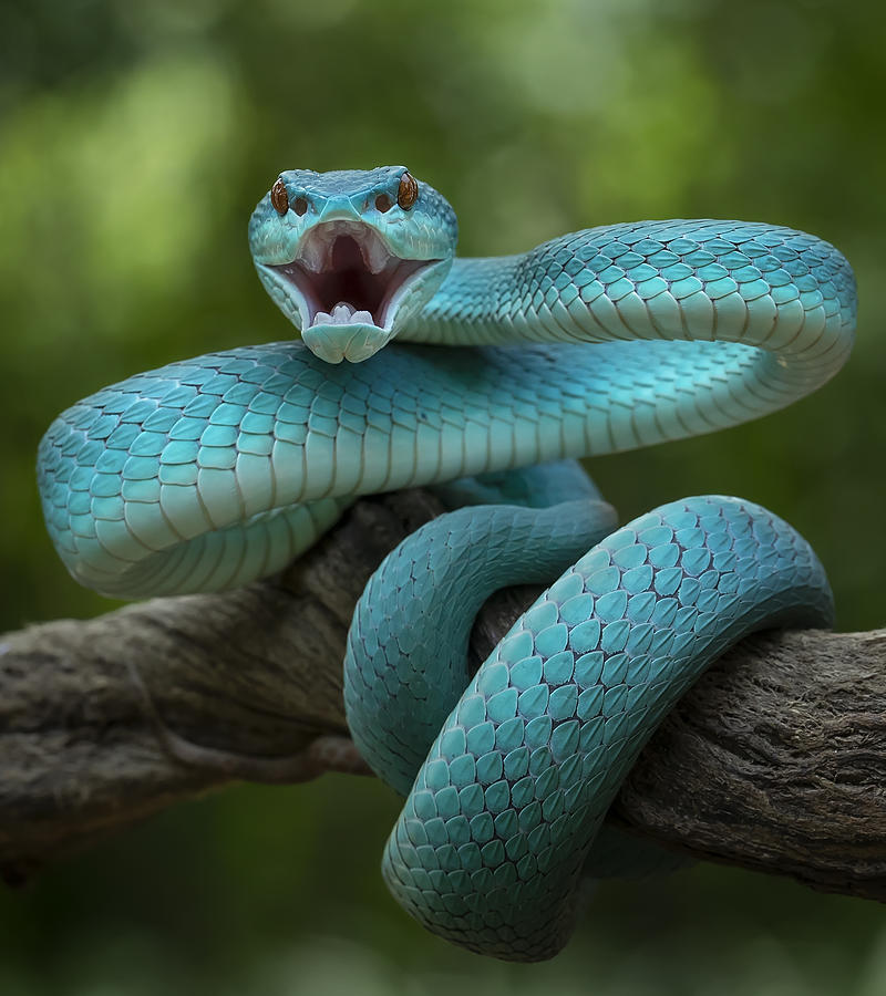Snake Photograph - Angry Snake And Want To Bite by Tantoyensen