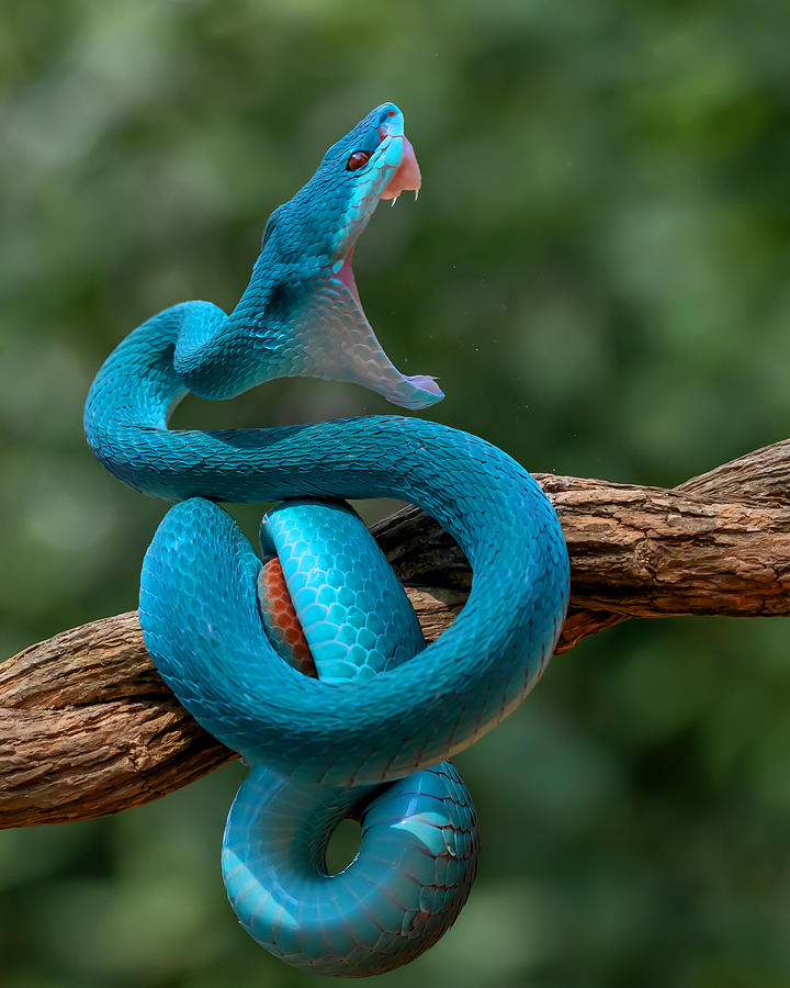 Animal Photograph - Angry Snake by Gunarto Song