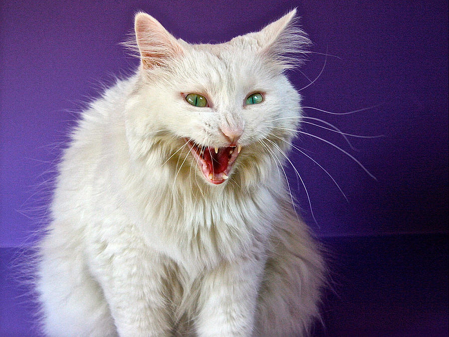 Angry White Cat by Robert Frank Gabriel