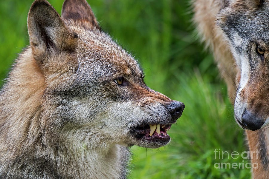 Angry Wolf Photograph by Arterra Picture Library
