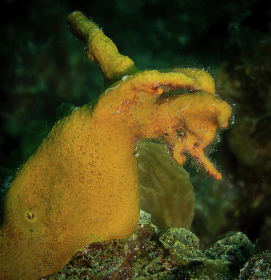 Angry Yellow Sponge Photograph by Jean Noren