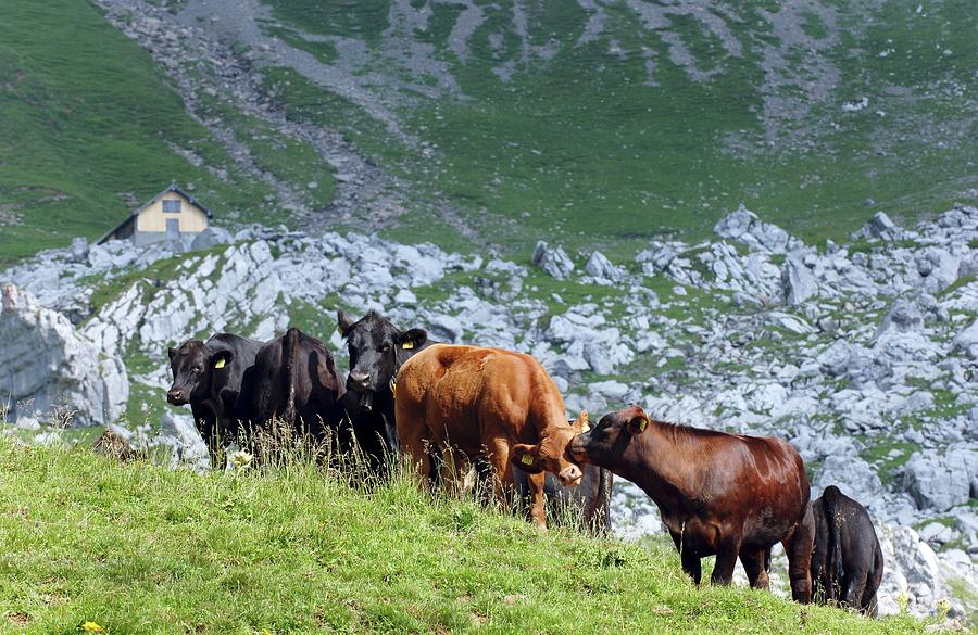 Angus Cows In An Alpine Meadow switzerland Photograph by Karl-heinz Hug
