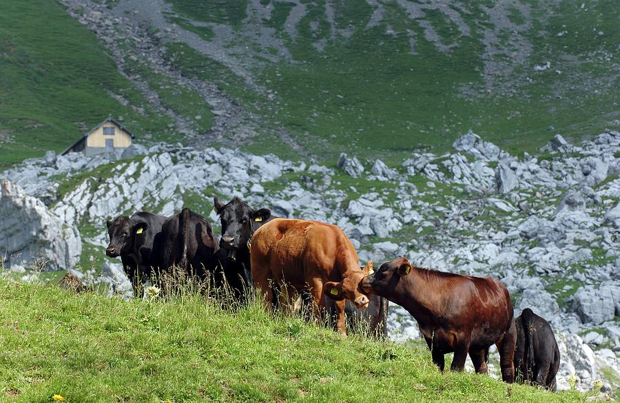 Angus Cows On The Alps In The Canton Of Nidwalden, Switzerland Photograph by Hug, Karl-heinz
