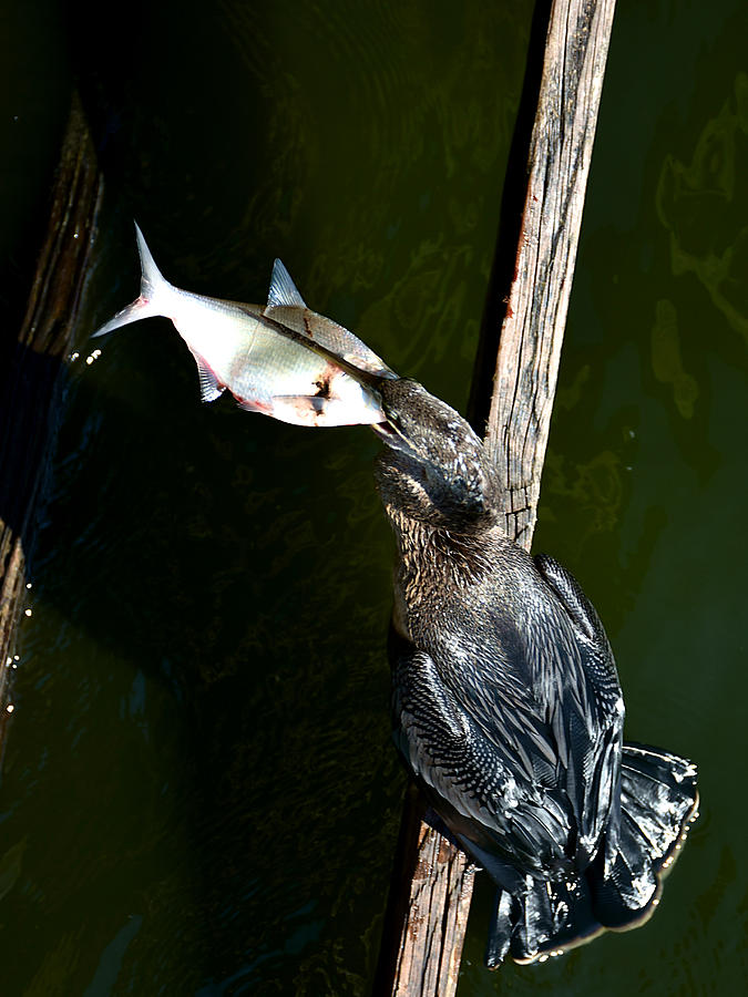 Anhinga and fish 007 Photograph by Christopher Mercer