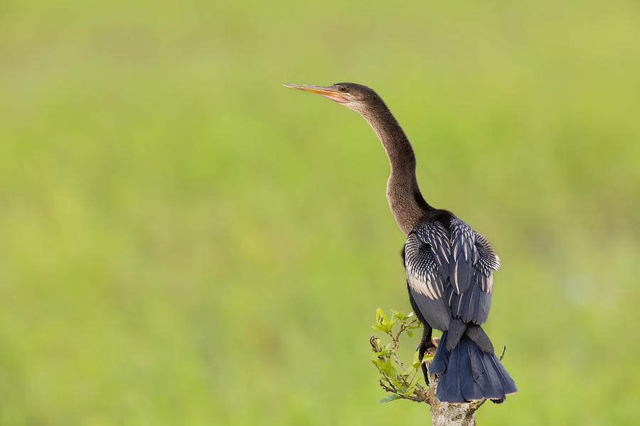 Anhinga Anhinga Photograph by Valerio Ferraro - Fine Art America