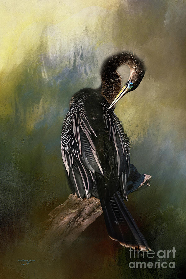 Anhinga Beauty by Marvin Spates Anhinga Beauty by Marvin Spates