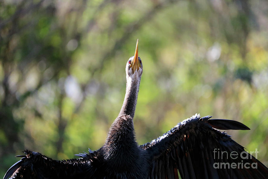 Anhinga Closeup with Green Background Photograph by Carol Groenen