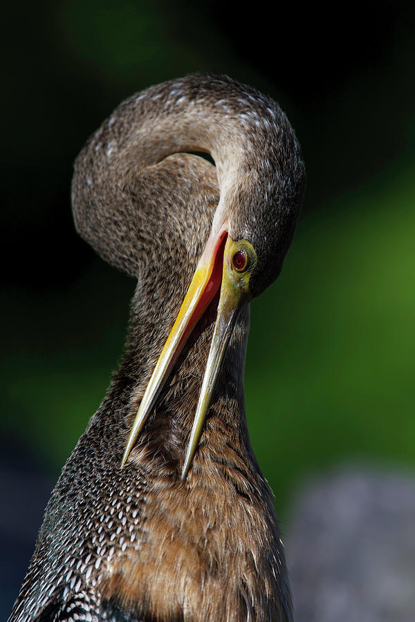Anhinga combing Feathers Photograph by Donald Brown