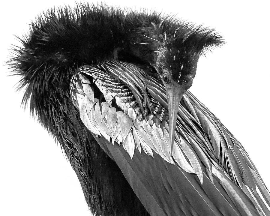 Anhinga in Black and White Photograph by Rosette Doyle