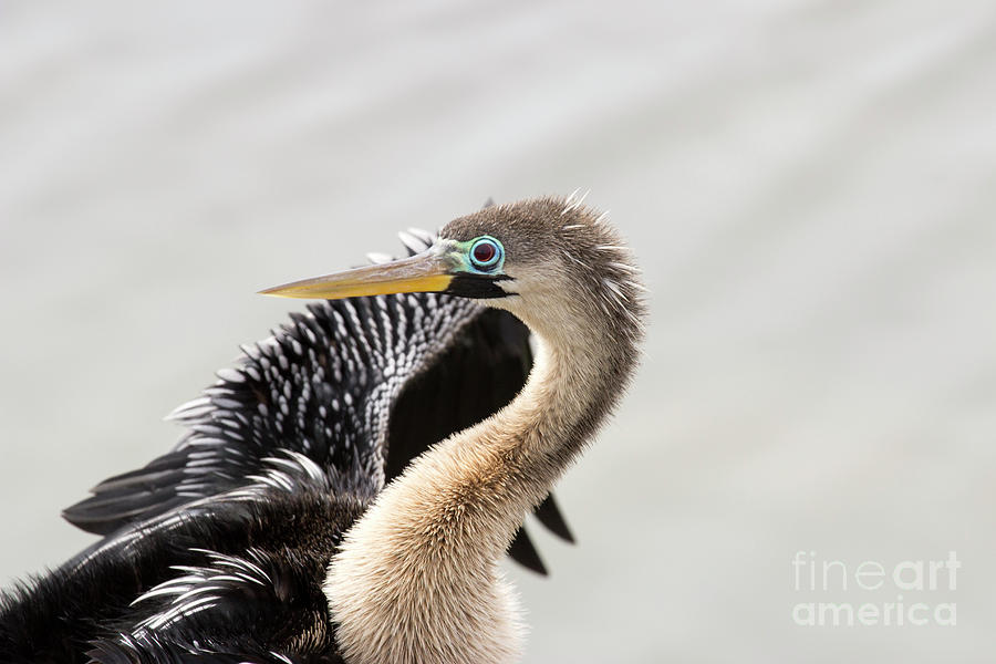 Anhinga Photograph by Jeannette Hunt