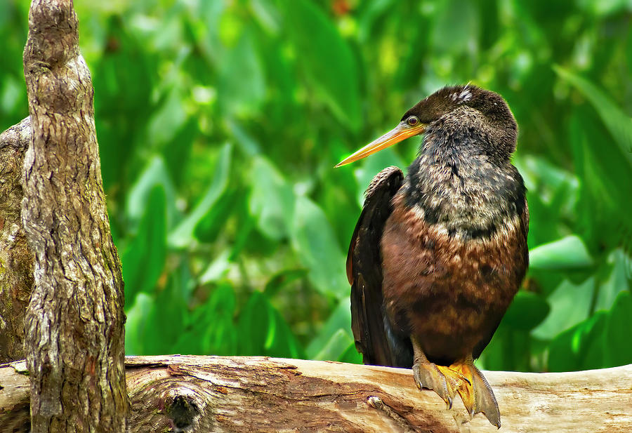 Bird Photograph - Anhinga on Log by Bill Chambers
