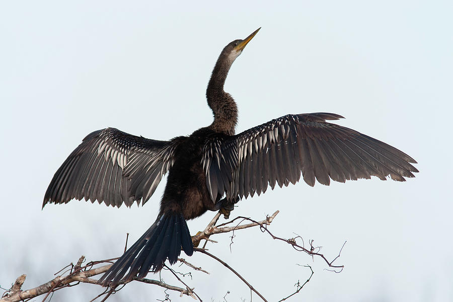 Anhinga Photograph by Paul Rebmann