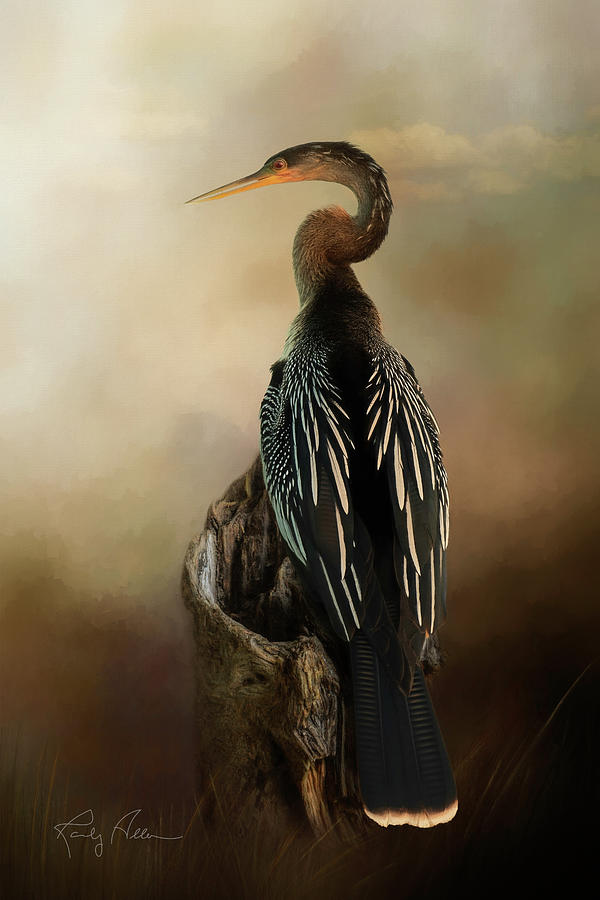 Anhinga Photograph by Randall Allen