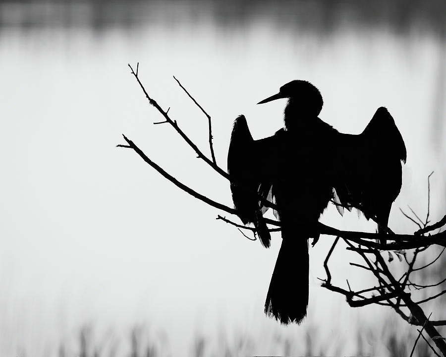 Anhinga Silhouette Photograph by Dawn Currie
