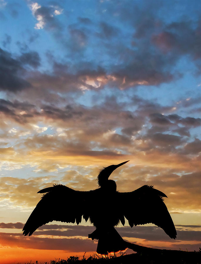 Adam Jones Photograph - Anhinga Silhouetted At Sunset, Florida by Adam Jones