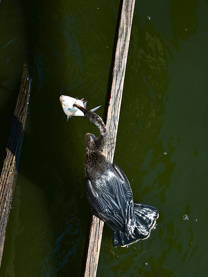 Anhinga With A Fish 000   Photograph by Christopher Mercer