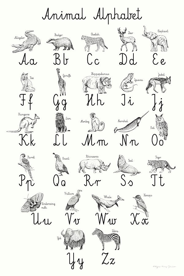 Animal Alphabet Drawing by Kasia Kucwaj-tybur - Fine Art America