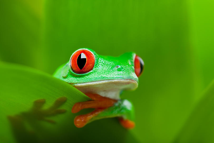 Animal Photograph - Animal Amphibian Frog by Alptraum