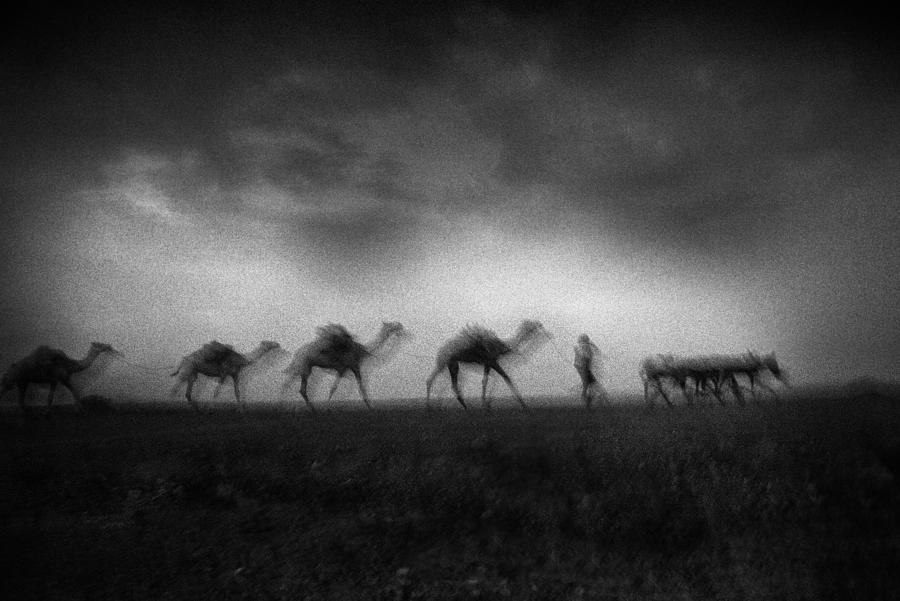 Animal Caravan After Dark Photograph by Giovanni Cavalli