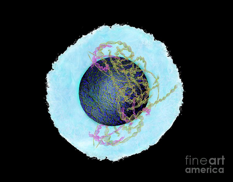 Animal Cell Photograph by Keith Chambers/science Photo Library
