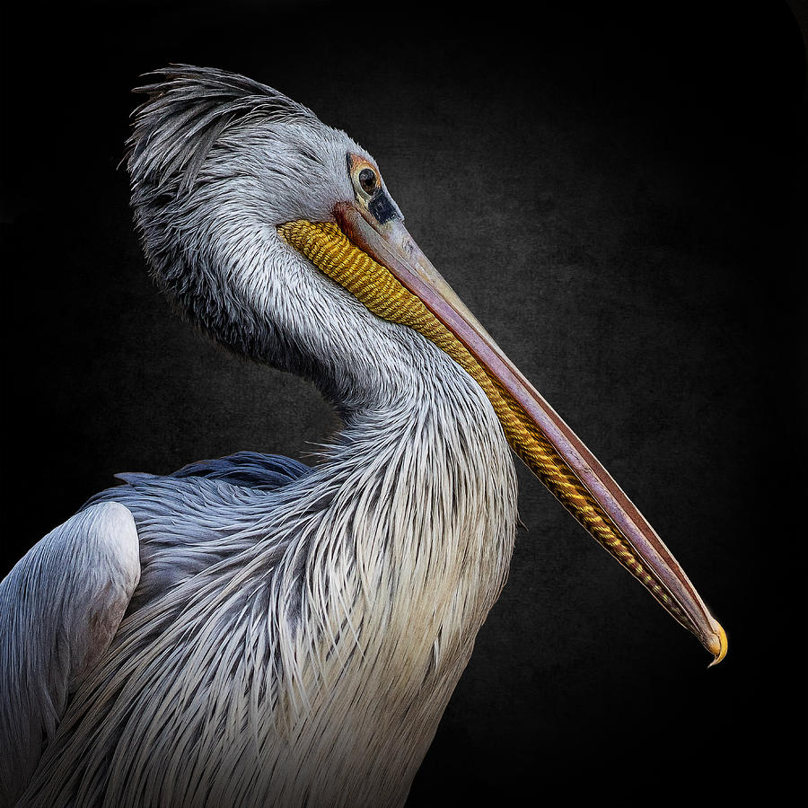 Pelican Photograph - Animal Life Iv by Mario Benz