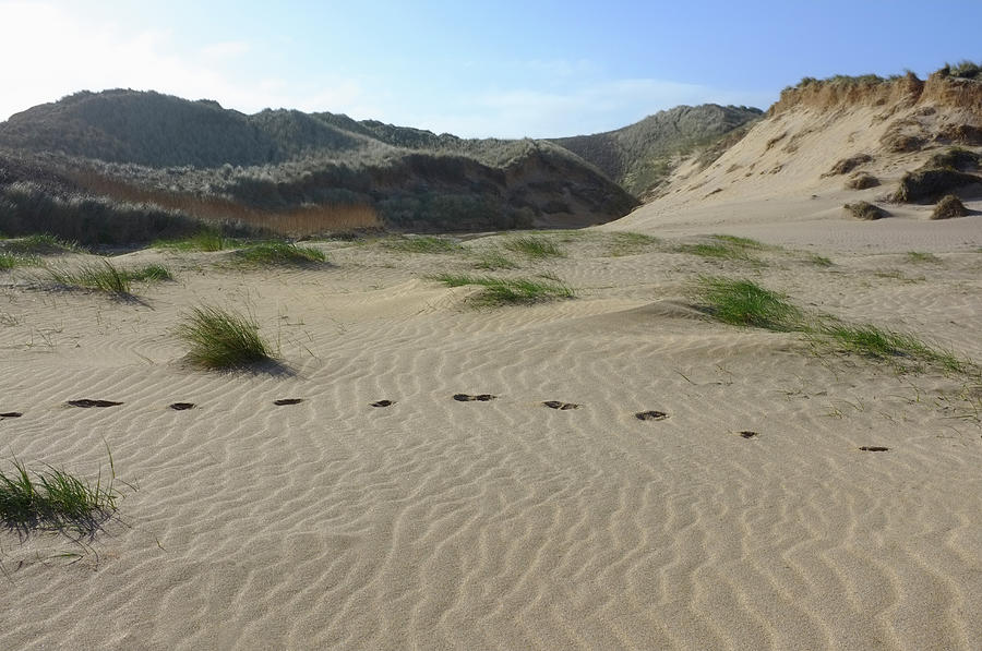 Animal Paw Prints In Sand Dunes Photograph by Dougal Waters