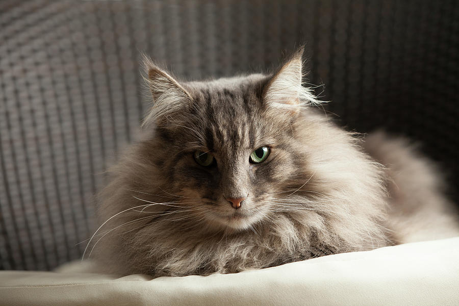 Animal Portrait Of Norwegian Forest Cat Looking At Camera Digital Art ...