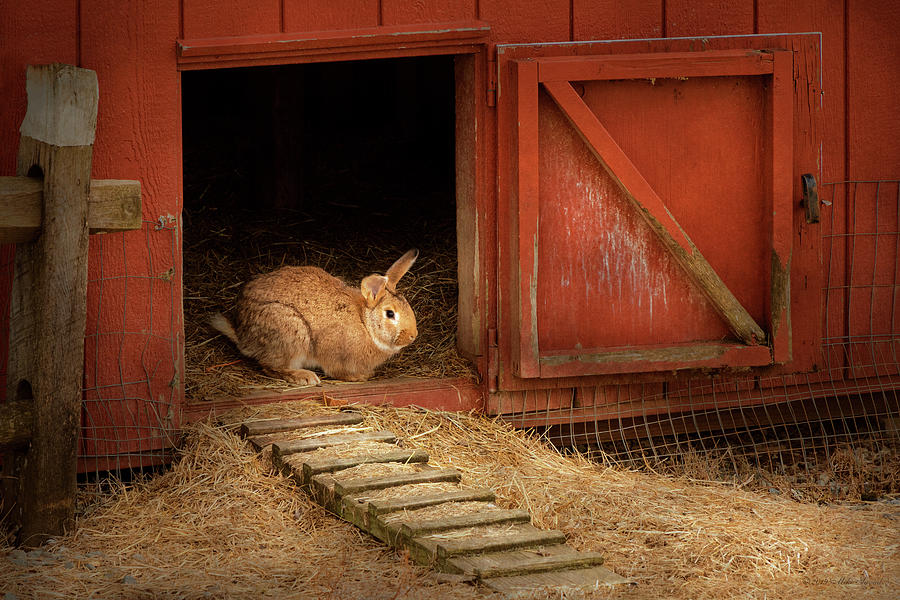 Animal - Rabbit - Making eggs for easter Photograph by Mike Savad