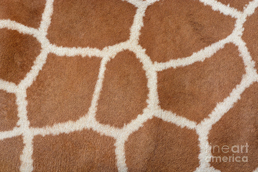 Fur Photograph - Animal Skin Background Of The Patterned by David Carillet Fur Photograph - Animal Skin Background Of The Patterned by David Carillet