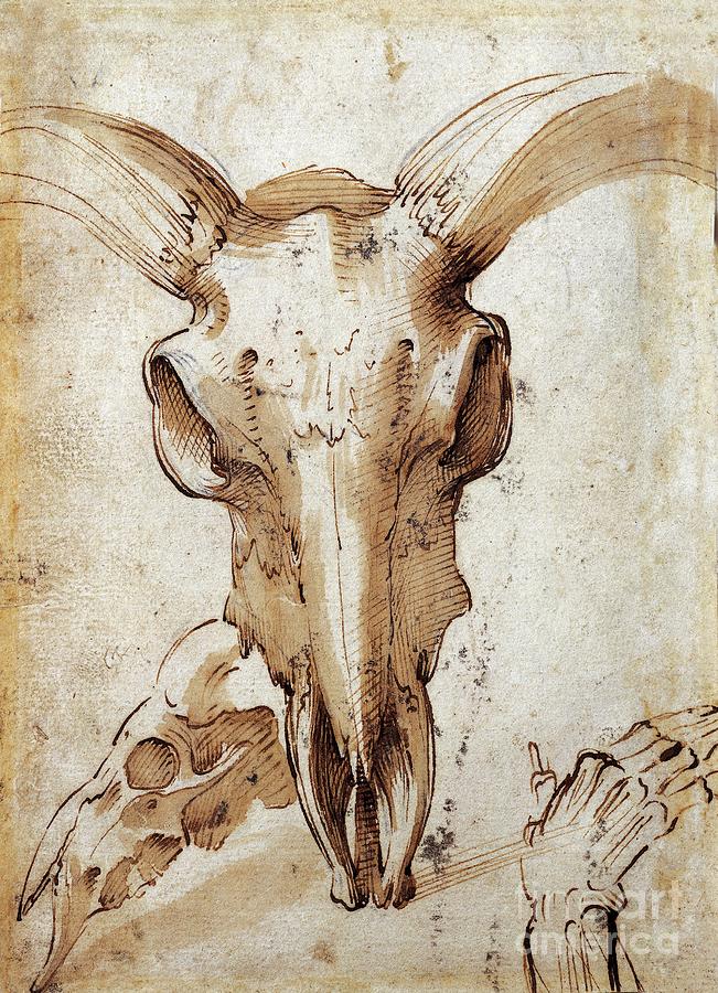 Animal Studies Cow Skull By Leonardo Da Vinci Drawing by Leonardo Da Vinci