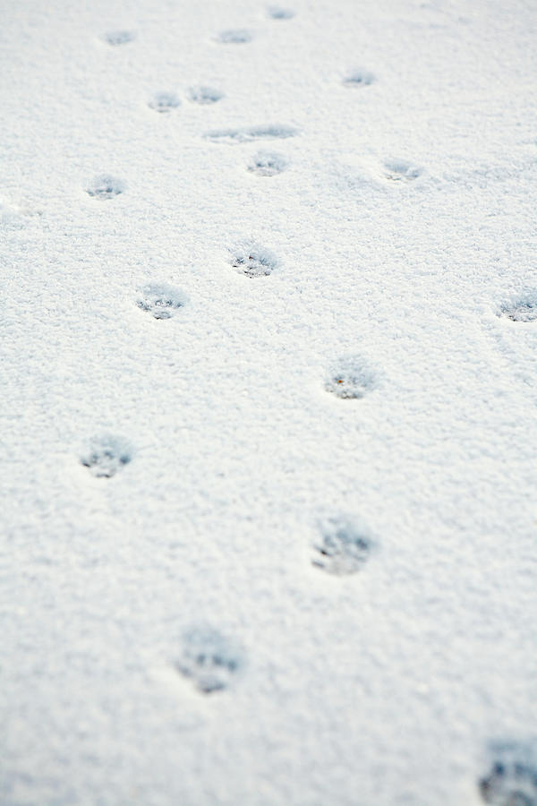 Animal Tracks In The Snow Digital Art by - Pixels