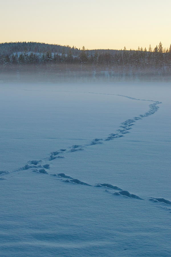 Animal tracks in the snow covering a frozen lake Photograph by Intensivelight