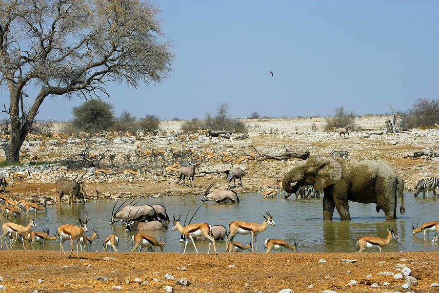 Animals At Waterhole, Etosha Np, Namibia Digital Art by Kristel Richard