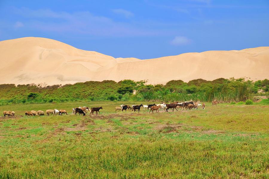 Animals in oasis Photograph by Robertas Seniunas