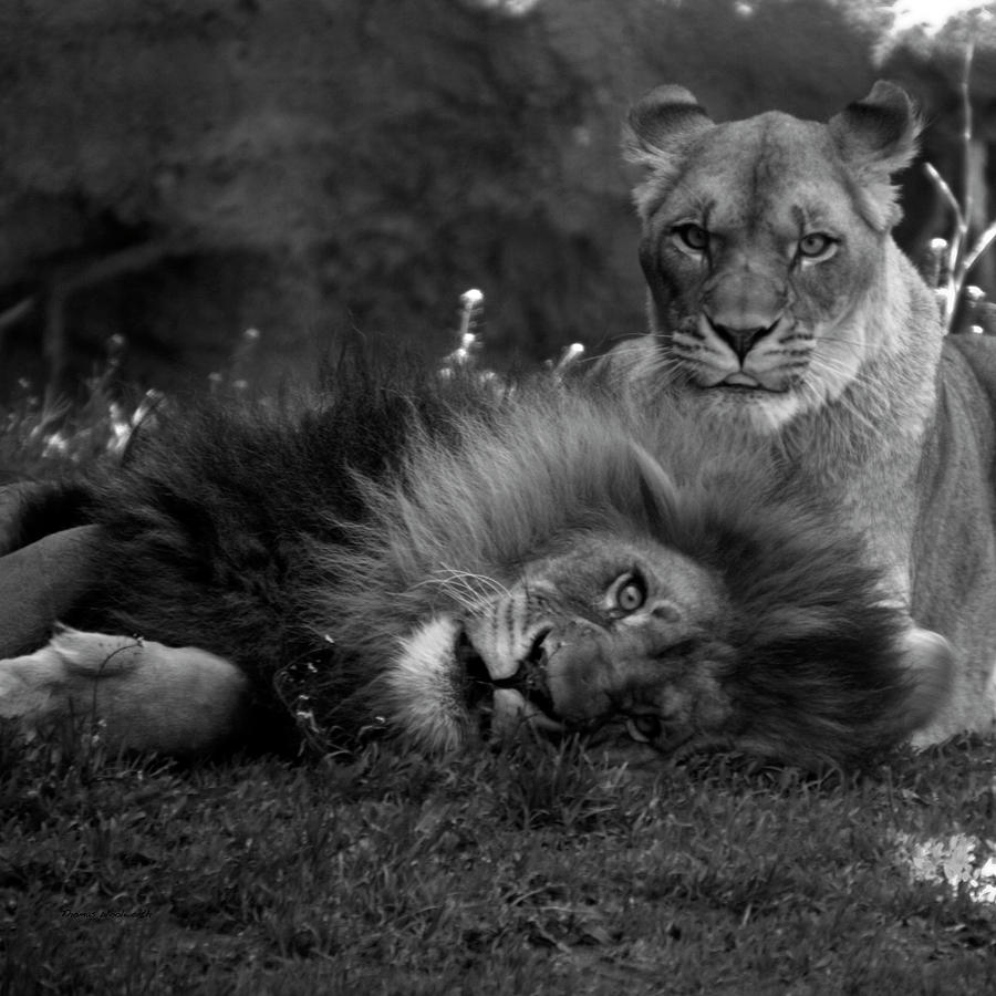 Animal Photograph - Animals Lions Me And My Guy BW SQ Format by Thomas Woolworth