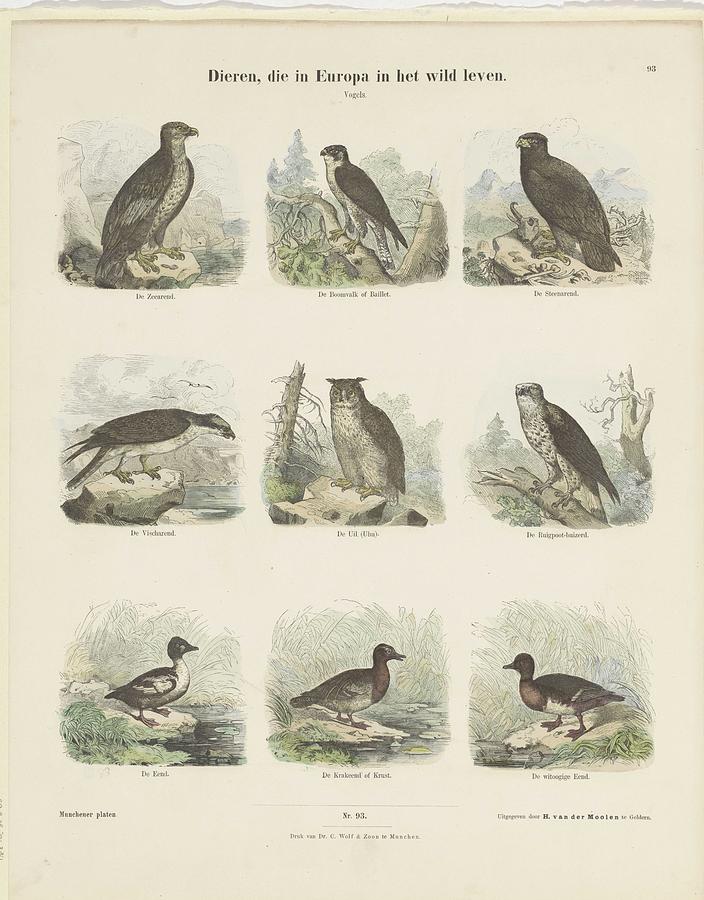 Animals, living in Europe in the wild, Knilling, c. 1820 - 1843 Painting by MotionAge Designs