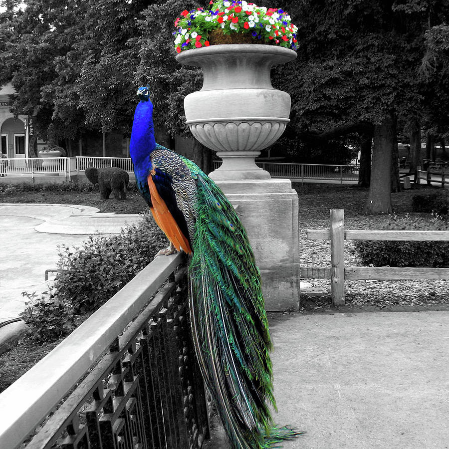 Animals Male Peacock Bird Selective Coloring SQ Format Photograph by Thomas Woolworth